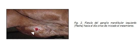 Informe Técnico: Adenitis Equina - Image 2