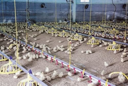 España - Granja de broilers que consume 100% energía verde - Image 4