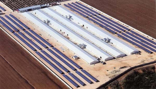 España - Granja de broilers que consume 100% energía verde - Image 1