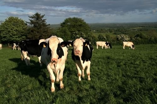 Respuesta animal al uso de inoculantes en silos - Image 1
