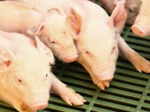 Control de Mycoplasma en lechones para mejorar peso en el destete - Image 2