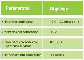 Cómo manejar la hembra bovina - Image 2