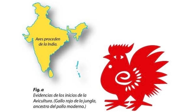 Producción Avícola: Pasado, Presente y Futuro - Image 2