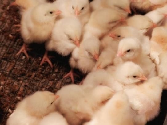 Estrategias para los Pollos de Engorde de crecimiento más lento - Image 1