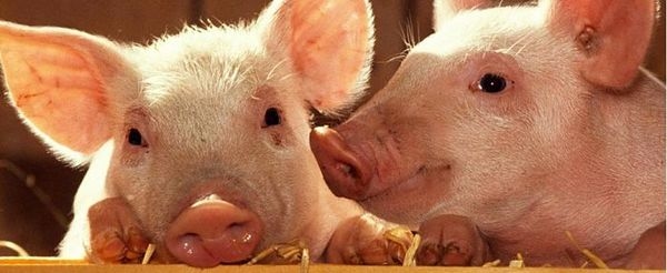 Uso responsable de antibióticos y breve repaso por la paleta de aditivos que ofrece Cladan - Image 1