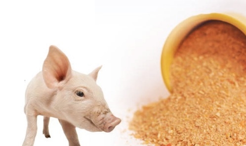 Uso responsable de antibióticos y breve repaso por la paleta de aditivos que ofrece Cladan - Image 2