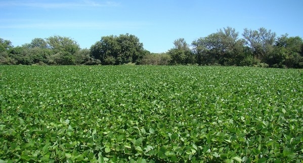 Argentina - Suelo: Vinculan el cambio de uso a pérdidas de carbono orgánico - Image 2