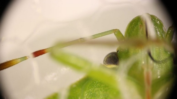 La saliva de la chinche verde, clave en el daño a la soja - Image 2