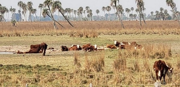 Uruguay - La mitad de Uruguay está bajo emergencia agropecuaria declarada oficialmente - Image 1