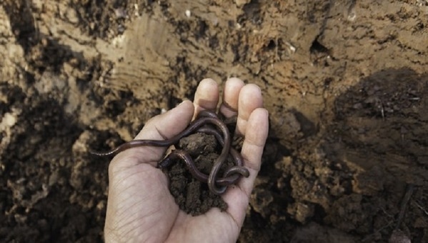 Argentina - Biodiversidad del suelo: base para la producción sostenible - Image 2