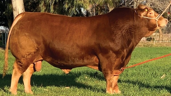 Dos ejemplares de Limousin argentino, entre los mejores del mundo - Image 1