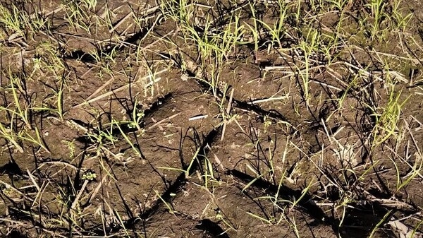 Las inundaciones extienden el período en que emergen las malezas - Image 1