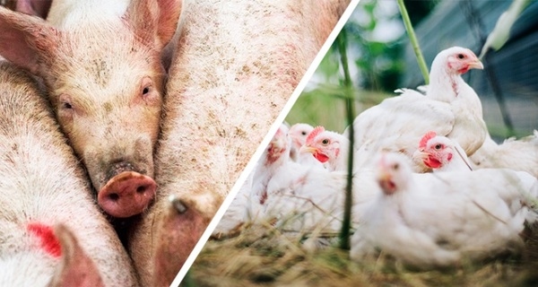 El papel fundamental de la digestibilidad en producción animal - Image 1
