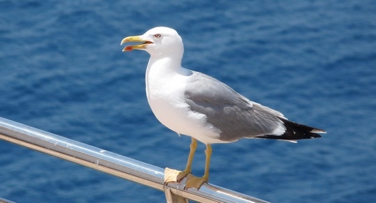 Las gaviotas, buenas indicadoras de bacterias resistentes a antibióticos - Image 1