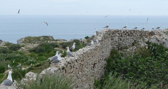 Las gaviotas, buenas indicadoras de bacterias resistentes a antibióticos - Image 1