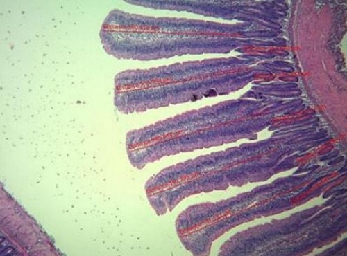 Perú - Integridad intestinal en Ponedoras: Uso de extractos cítricos - Image 1