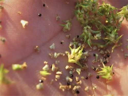EE.UU. - Confirman resistencia de Amaranthus palmeri a glufosinato de amonio - Image 3