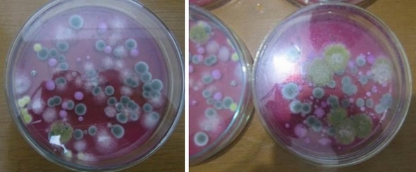Perú - Cuantificar hongos y micotoxinas en alimento balanceado - Image 2