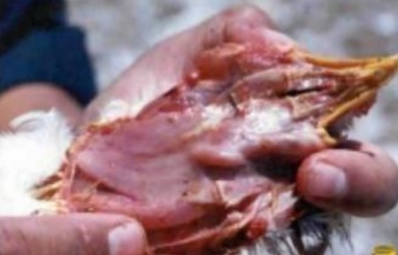 Perú - Cuantificar hongos y micotoxinas en alimento balanceado - Image 3