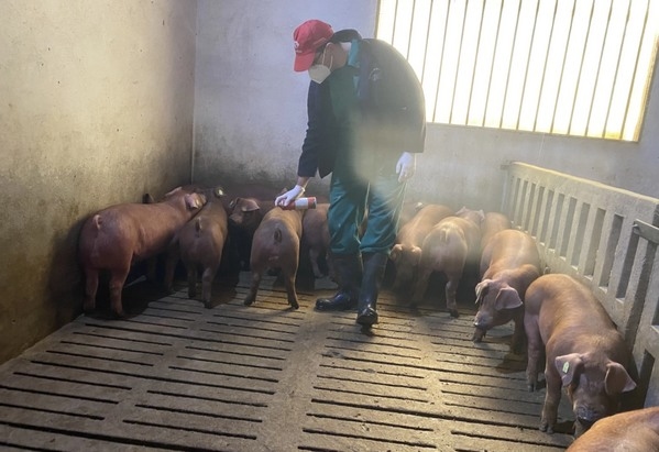 Progreso genético continuado en la línea Duroc - Image 3