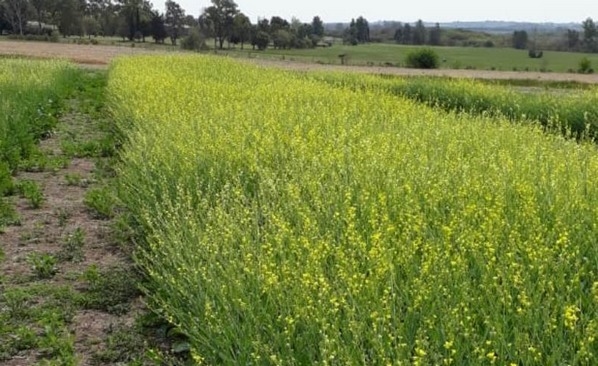 Argentina - Carinata, un cultivo para diversificar secuencias agrícolas - Image 3