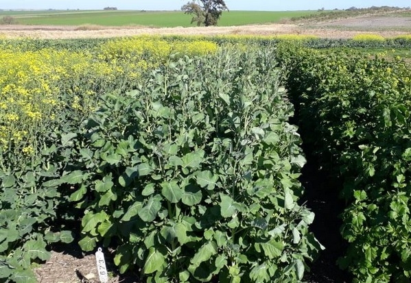 Argentina - Carinata, un cultivo para diversificar secuencias agrícolas - Image 2