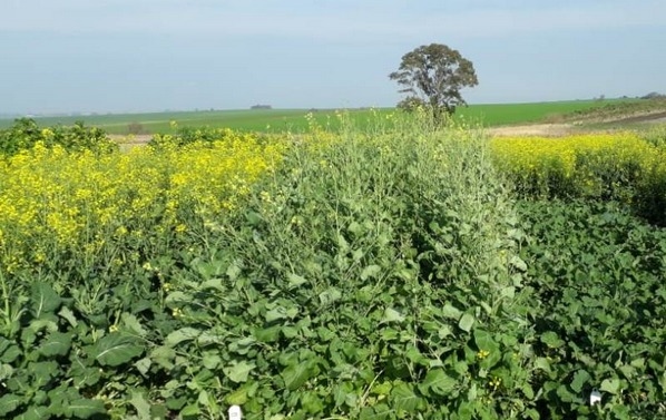 Argentina - Carinata, un cultivo para diversificar secuencias agrícolas - Image 1