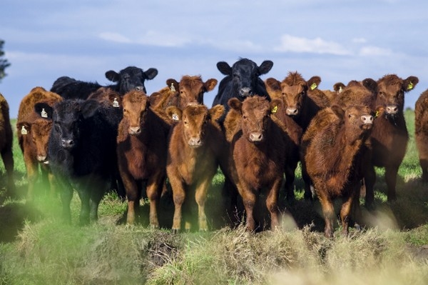 Recomiendan medidas para cuidar rodeo de cría - Image 1