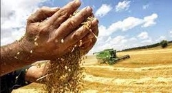 El cambio climático y las micotoxinas en los alimentos - Image 1