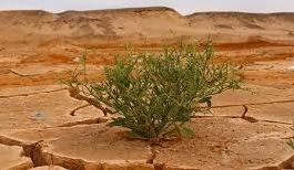 El cambio climático y las micotoxinas en los alimentos - Image 4