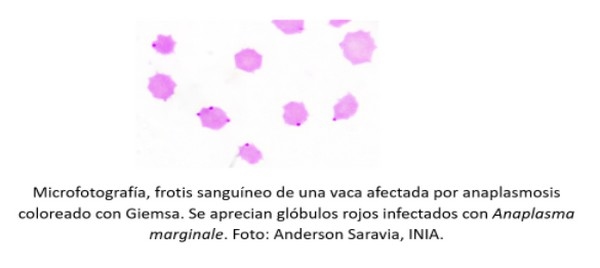 INIA La Estanzuela alerta a productores lecheros acerca de la ocurrencia de brotes de anaplasmosis bovina. - Image 2