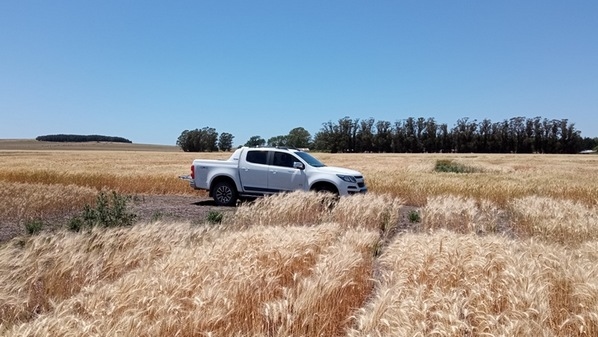Argentina - Evalúan biofertilizante que aumenta el rendimiento del trigo - Image 5