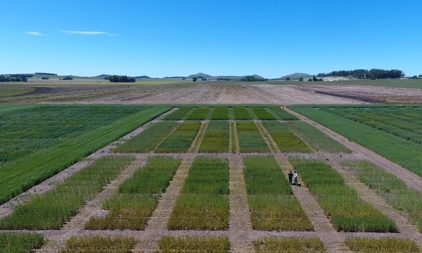 Argentina - Evalúan biofertilizante que aumenta el rendimiento del trigo - Image 3
