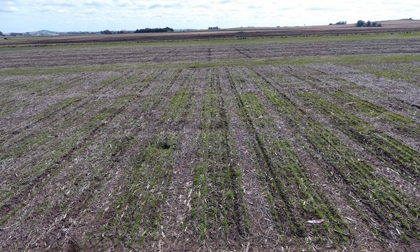 Argentina - Evalúan biofertilizante que aumenta el rendimiento del trigo - Image 2
