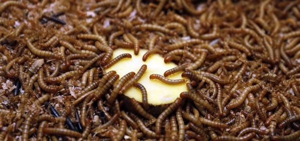 Unión Europea - Autorizarían el uso de insectos para alimentar aves y cerdos - Image 1