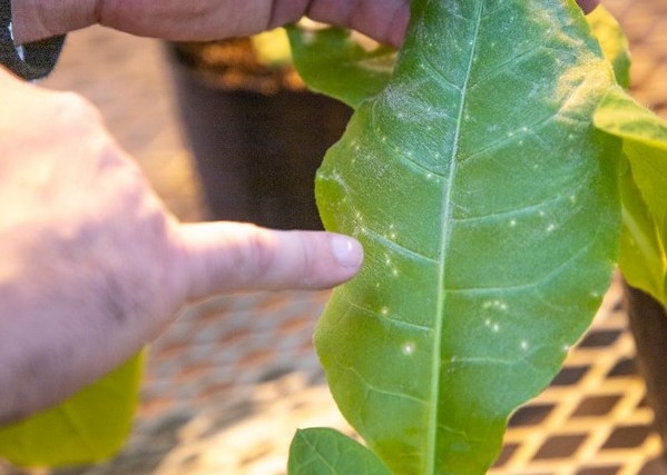 Argentina - Estudian los mecanismos que utilizan los virus para infectar plantas - Image 1