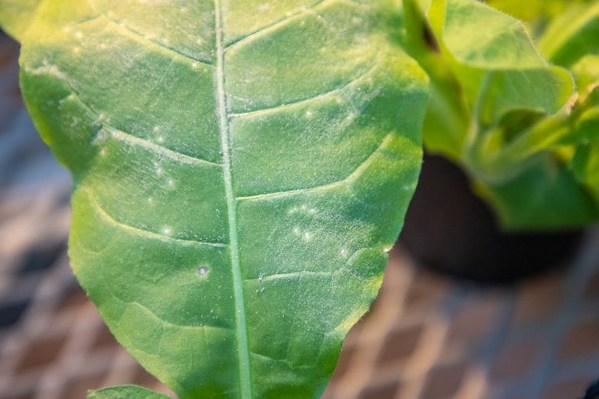 Argentina - Estudian los mecanismos que utilizan los virus para infectar plantas - Image 2
