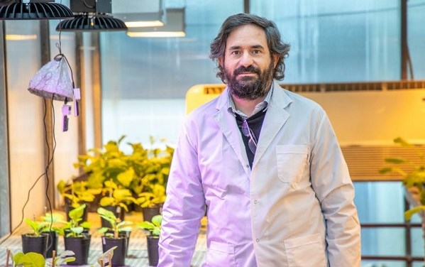 Argentina - Estudian los mecanismos que utilizan los virus para infectar plantas - Image 4