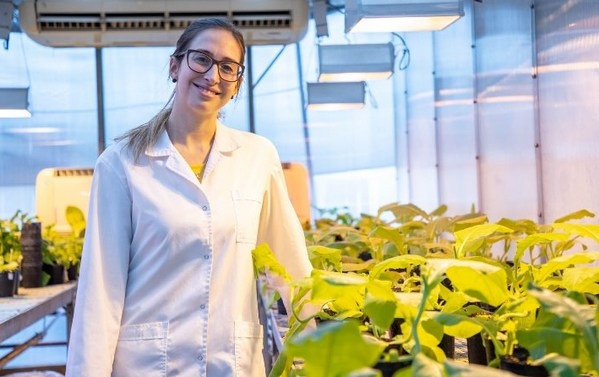 Argentina - Estudian los mecanismos que utilizan los virus para infectar plantas - Image 3