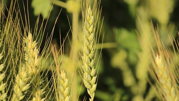 Argentina - Trigo: analizan la fertilidad de la espiga para aumentar la productividad - Image 2