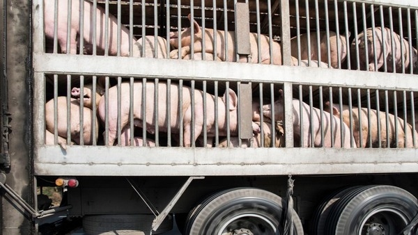 Resistencia a los antimicrobianos: ¿Cuál es el riesgo de propagación a través del transporte de animales? - Image 1