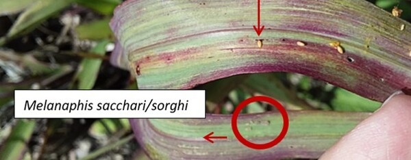 Presencia de pulgones de la Caña de Azúcar en rastrojos de verano - Image 1