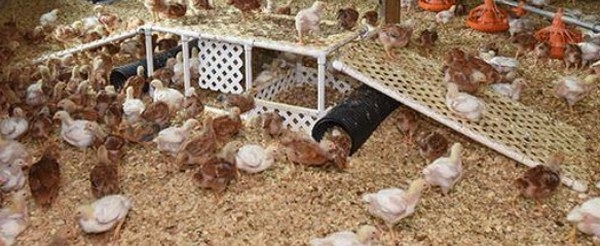 Factores predisponentes de pododermatitis en broilers - Image 1