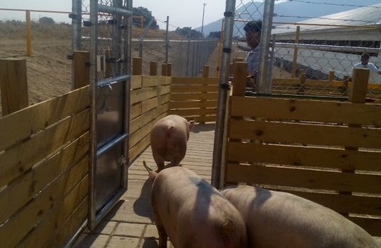 México - Proyecto de expansión 2015-2021 de Granjas Carroll - Image 2