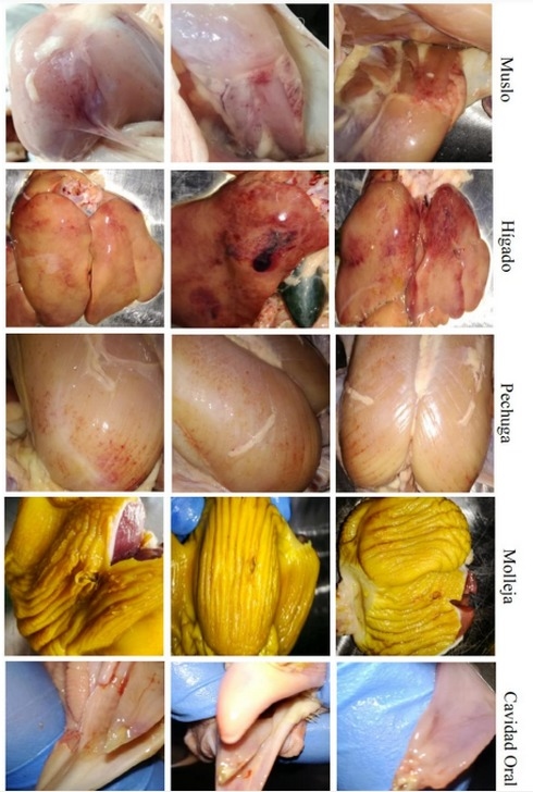 Costa Rica - Las micotoxinas en los diferentes eslabones de la cadena avícola - Image 3