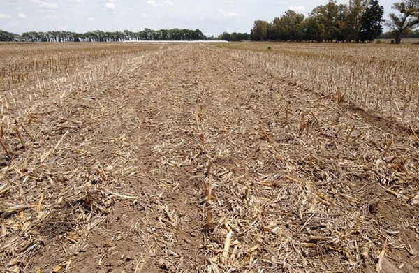 Argentina - Nuevo implemento agrícola para el control de malezas - Image 2