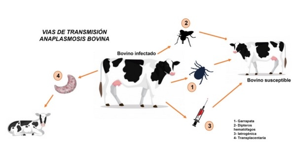 Anaplasmosis - Buenas prácticas de vacunación para prevenir brotes de la enfermedad - Image 1