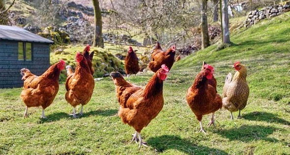 México - Desarrollan modelos de producción orgánica en pollos y gallinas - Image 3