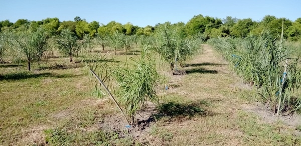 Argentina - El papel de los biocombustibles en el mundo que se viene - Image 2
