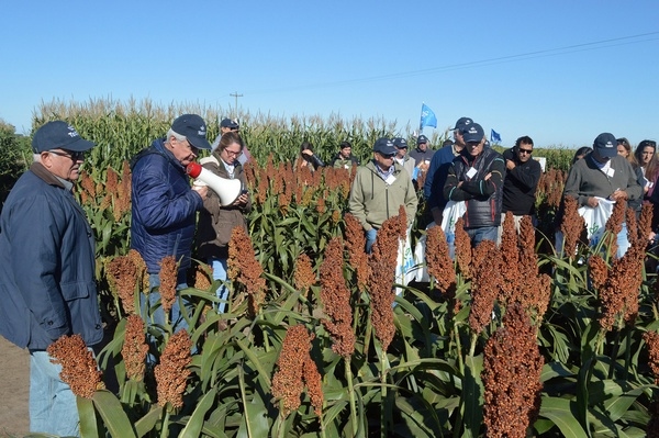 Argentina - Los sorgos que le ganan al pulgón de la caña de azúcar - Image 1